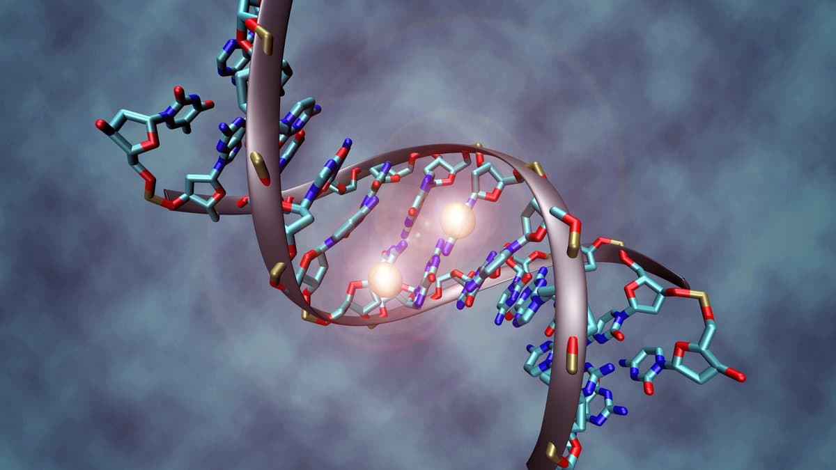 Three-dimensional illustration of a DNA double helix with two methyl groups highlighted in white where they attach to the bases.