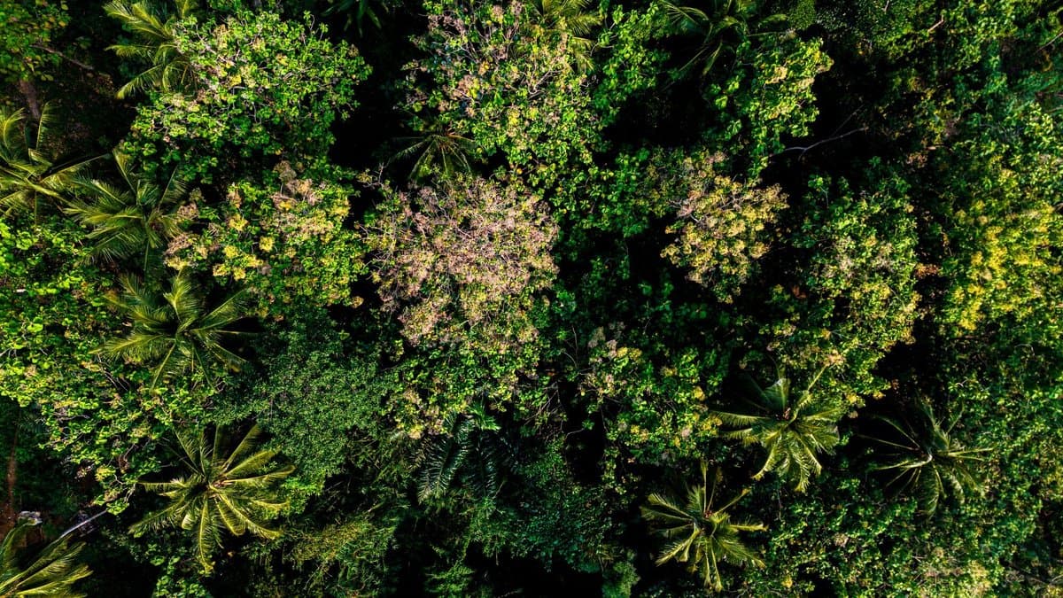 Aerial view looking straight down on a dense tropical forest canopy of broadleaf trees and palms