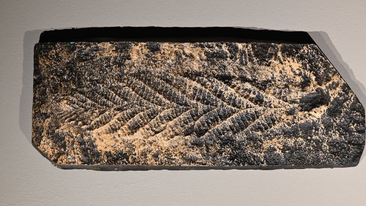 A dark slab of rock mounted on a pale wall, its surface carrying the frond-shaped impression of Charnia masoni: a central stem with paired, ridged branches fanning out on either side.