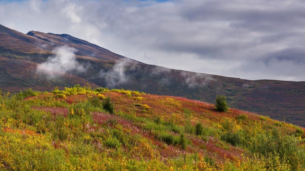 Low shrubs and scattered small conifers in fall color covering an Arctic tundra slope, with a cloud-draped mountain ridge behind