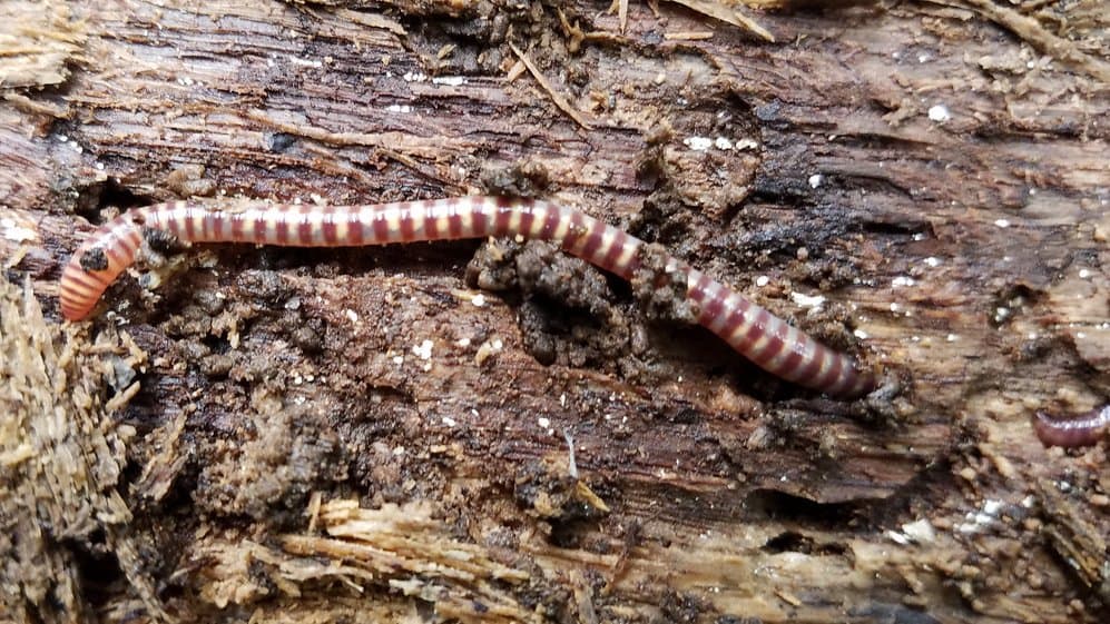 A striped reddish earthworm stretched across a piece of damp, decaying wood and dark soil crumbs.