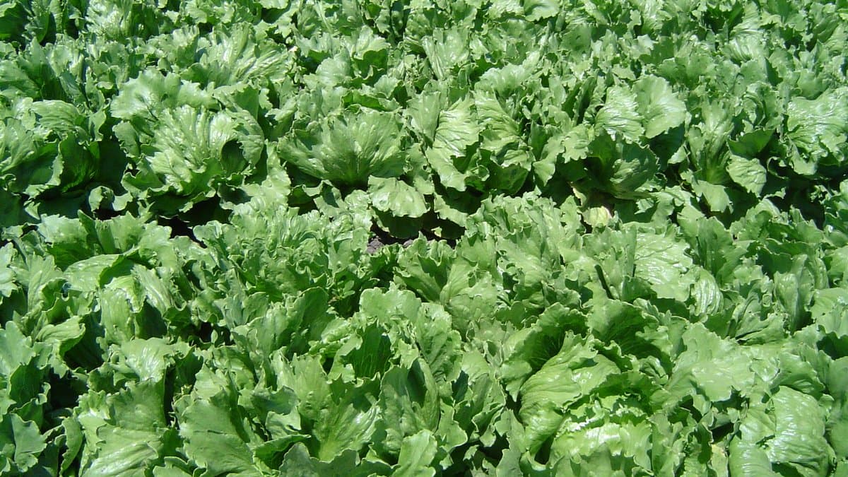 A dense commercial field of iceberg lettuce, rows of tightly packed green heads filling the frame.