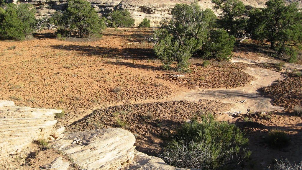 Dark, knobbly biological soil crust covering red desert soil between junipers and pale sandstone ledges.