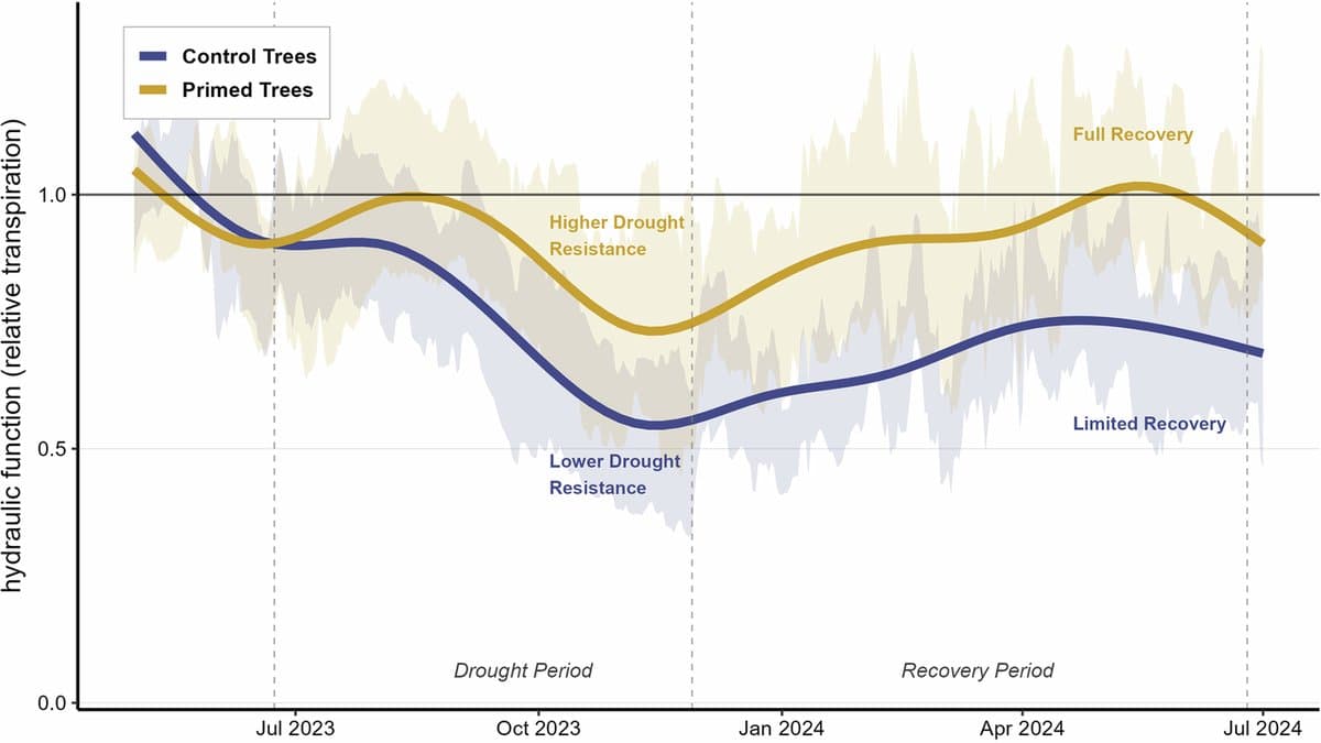 Line chart of relative transpiration in Amazon trees from mid-2023 to mid-2024. The drought-primed line stays near its pre-drought level and returns to it, while the control line falls to about half and recovers only partly.