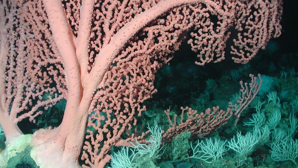 A large pink bubblegum coral colony branching above a rocky deep-sea outcrop, with smaller white and pink corals around its base.