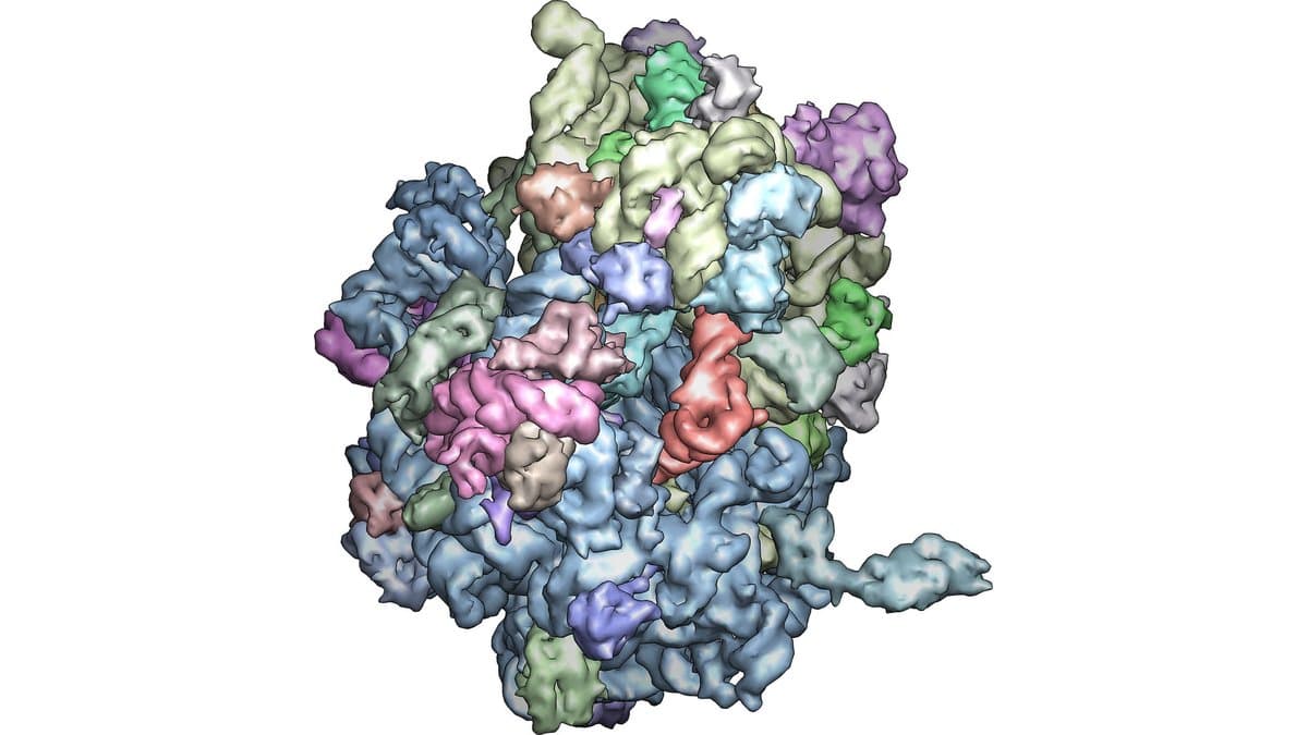 A three-dimensional model of a ribosome, the molecular machine that reads messenger RNA and assembles proteins, with its many subunits shown in different colors.