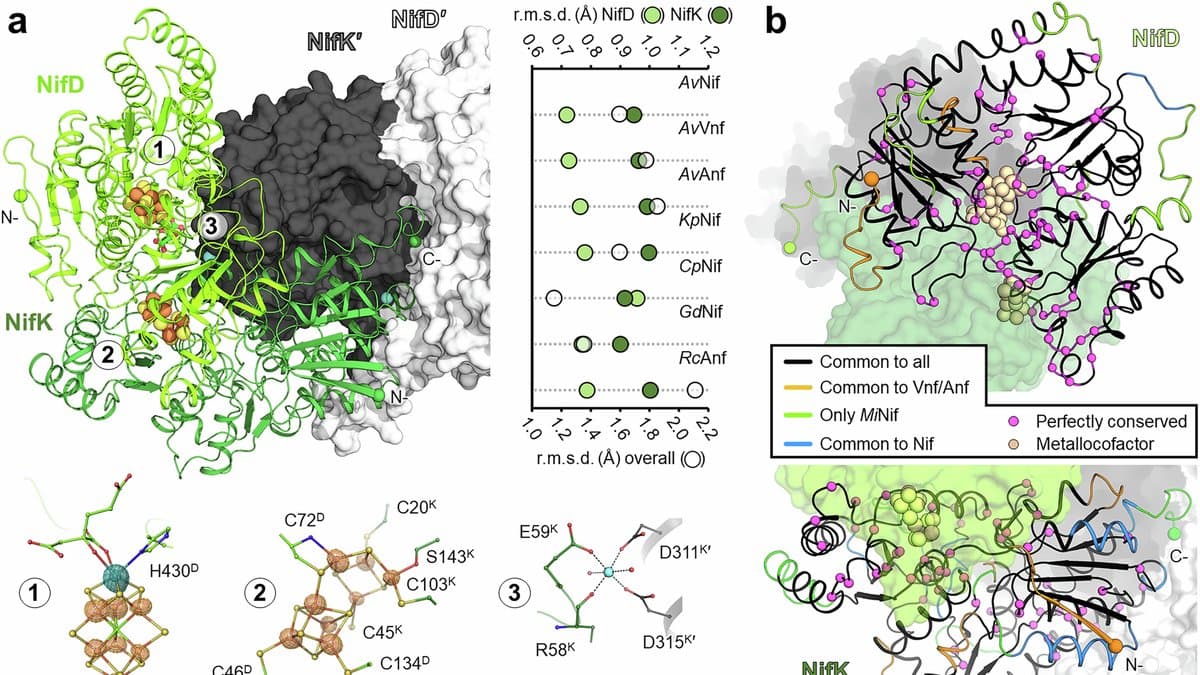 Ribbon and surface rendering of the nitrogenase protein from Methanocaldococcus infernus, with its iron-molybdenum and P-cluster metal cofactors drawn as orange and yellow spheres inside the green subunits.