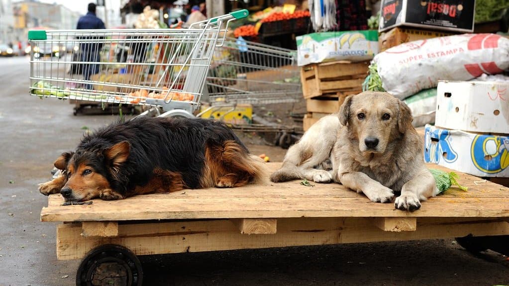 Two street dogs lying on a wooden cart beside market stalls and shopping carts on a street in Valparaiso, Chile