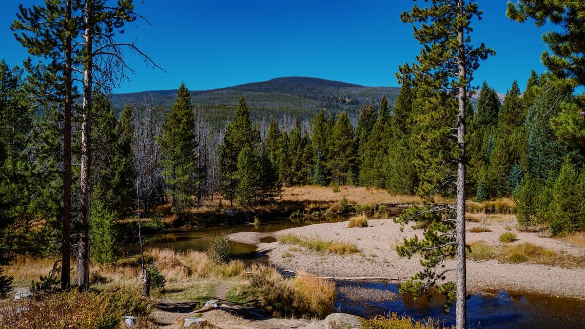 The shallow Colorado River runs over sandbars in Rocky Mountain National Park, with conifer forest growing close to the water.