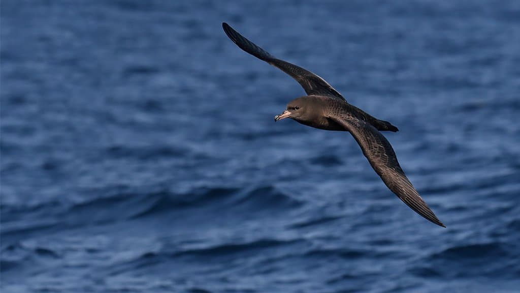 A sable shearwater, a dark brown seabird with long narrow wings and a pale bill, gliding low over deep blue ocean water.