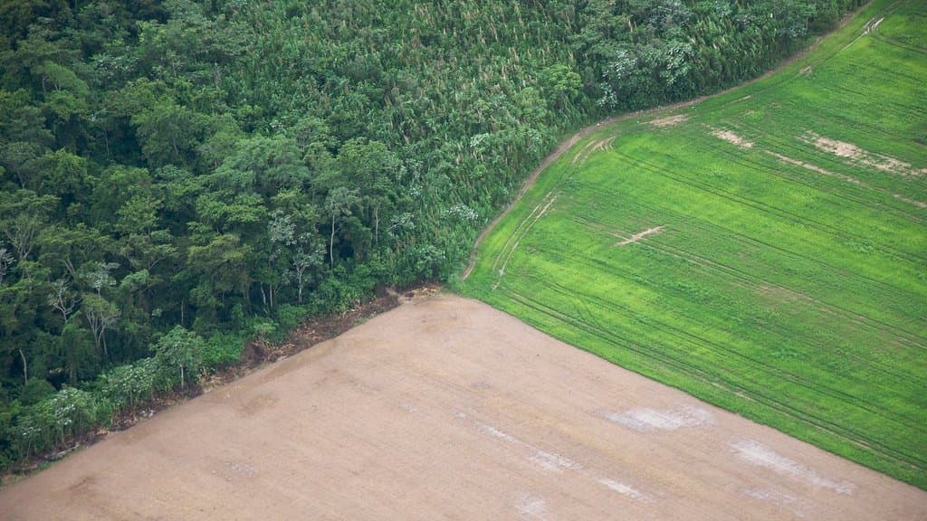 Aerial view where standing tropical forest meets a strip of freshly cleared bare ground and a planted green field.