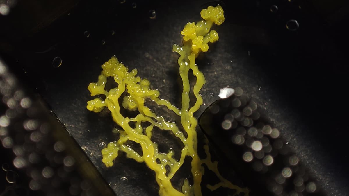 A bright yellow Physarum polycephalum plasmodium spreading its branching tubes across a dark surface