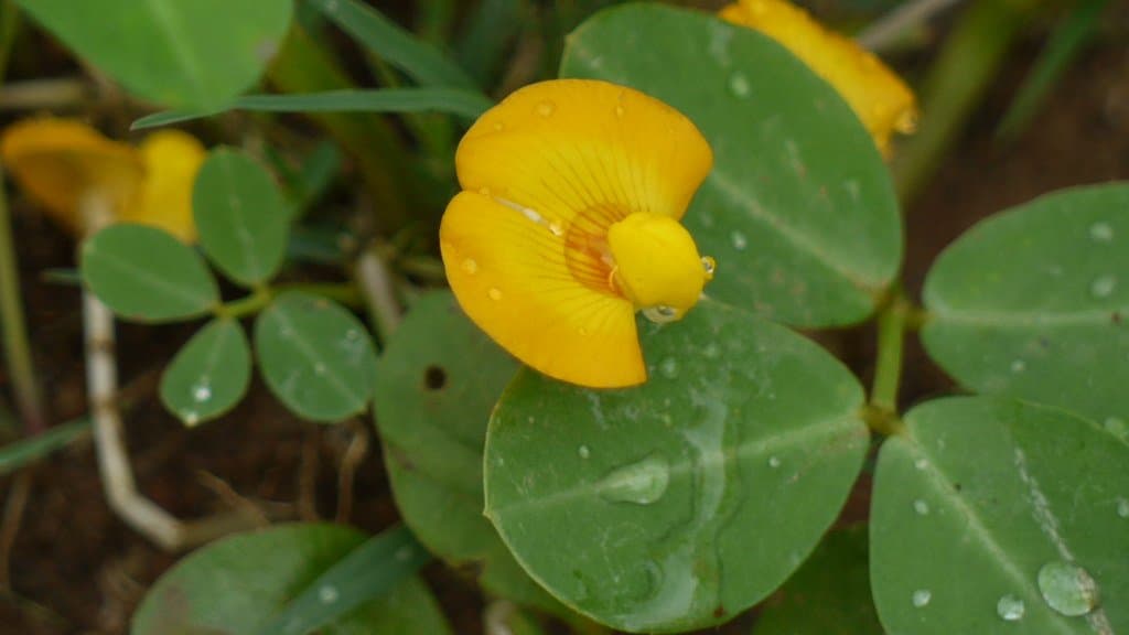 A yellow peanut flower opening among the green oval leaves of a cultivated peanut plant growing in reddish soil.