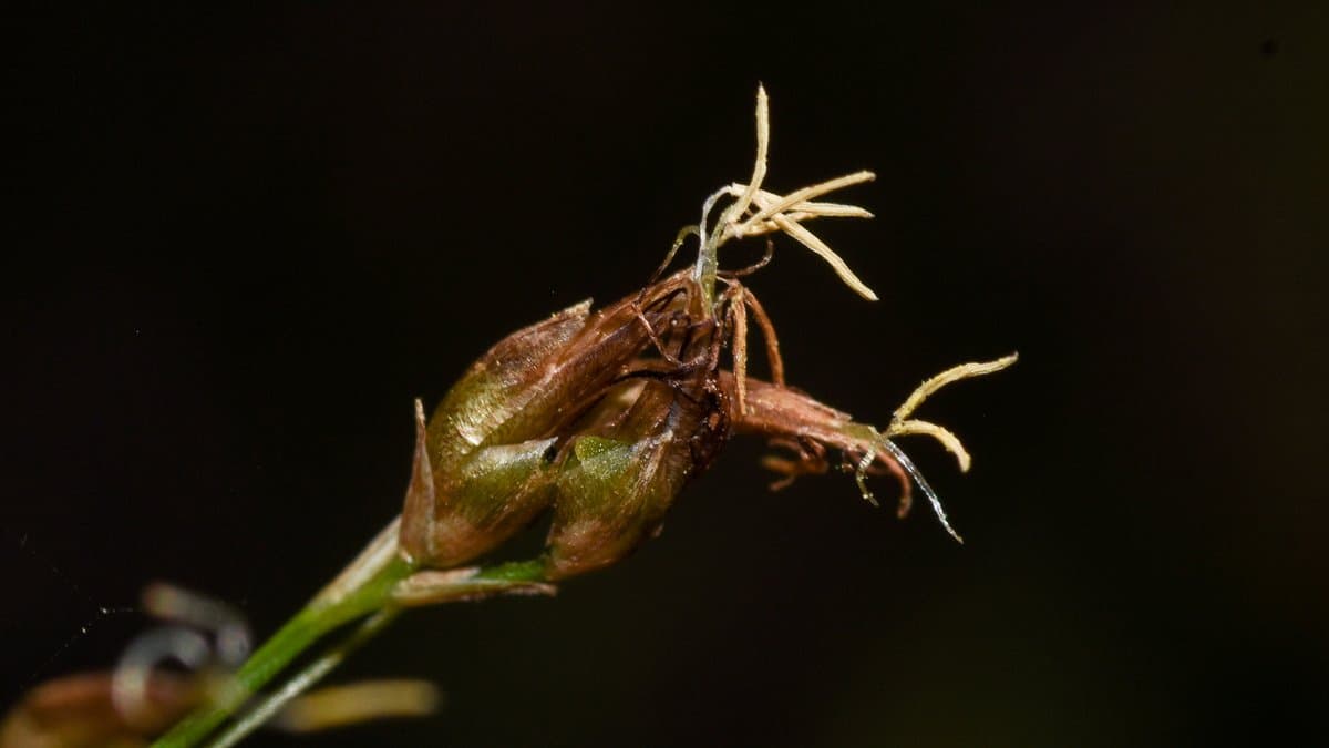 Close-up of a Rhynchospora tenuis flower head on a slender green stem, showing brown scales, pale feathery stigmas and slender styles against a dark background.
