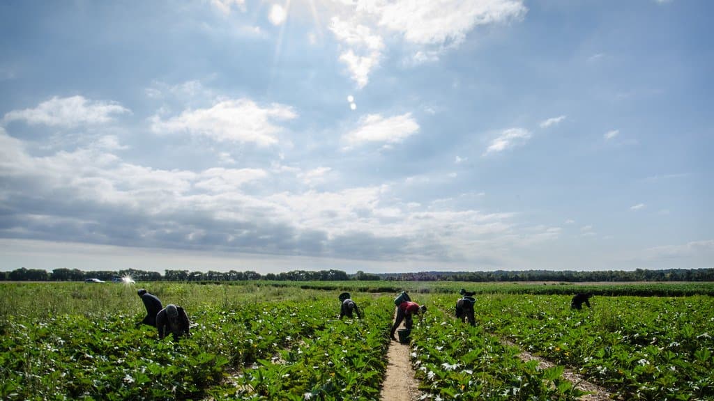 A crew of farm workers bent over the rows of a large vegetable field, with the sun high in a partly cloudy sky.