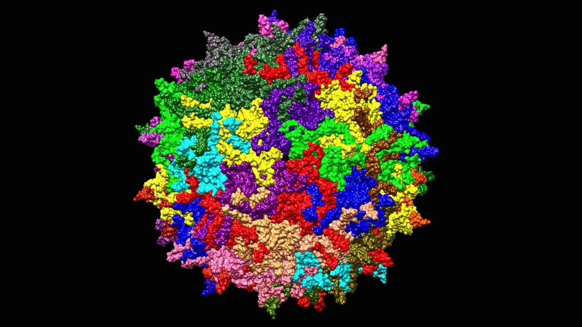 Colored molecular model of an adeno-associated virus capsid, a round protein shell built from many interlocking subunits.