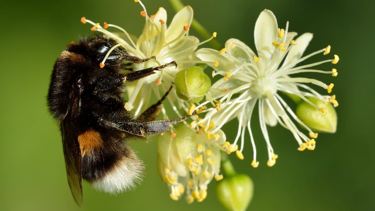 A buff-tailed bumblebee queen, black with orange bands and a white tail, gripping a cluster of pale linden flowers against a green background.