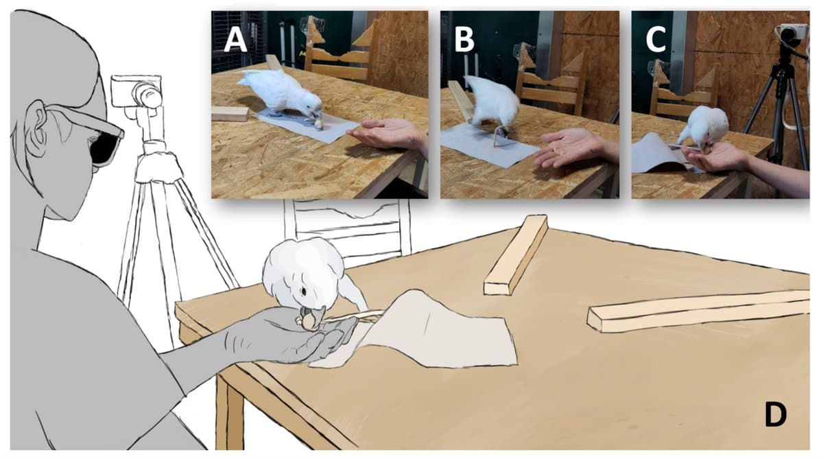Four-part scientific figure: three photographs of a white Goffin's cockatoo standing on a mat on a table, picking up a wooden ball, stepping off the mat and passing the ball to a researcher's hand, beside a drawing of the test corridor with a researcher filming.