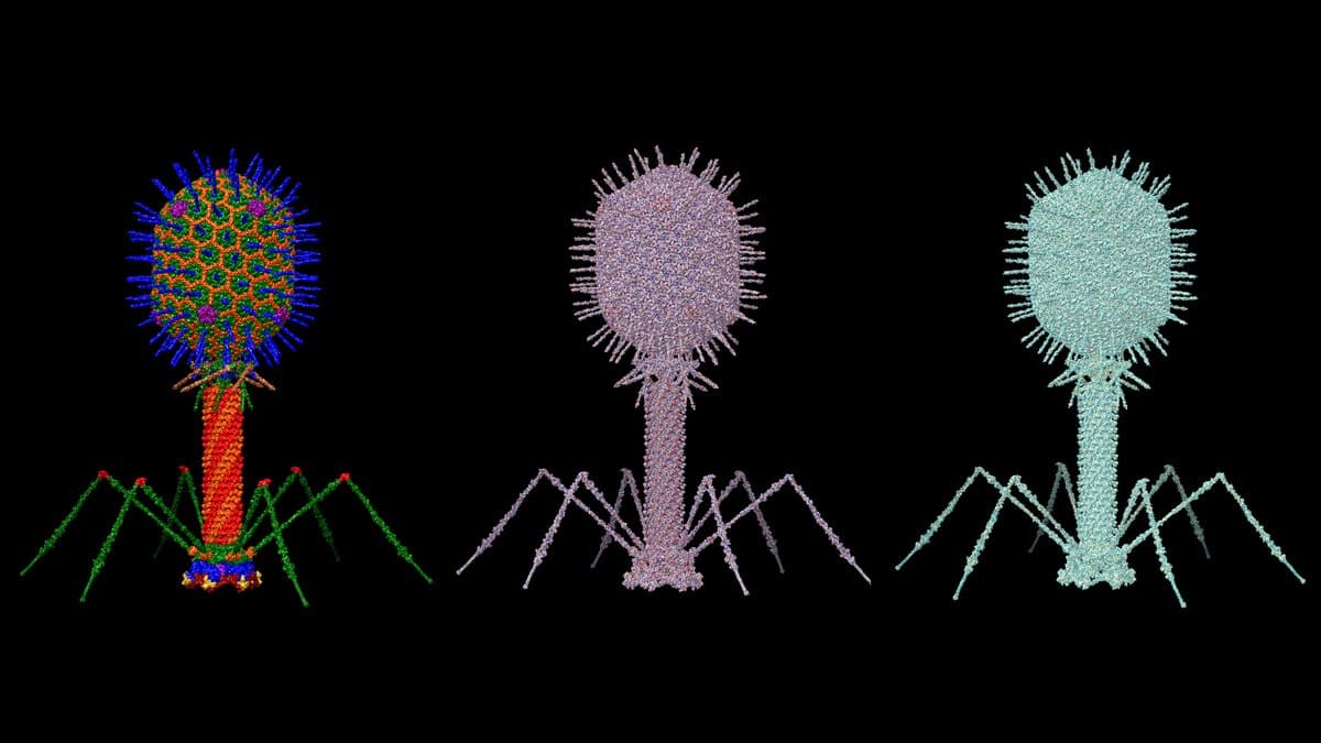 Three side-by-side computer models of bacteriophage T4, each with a rounded head, a straight tail and six jointed tail fibers, against a black background.