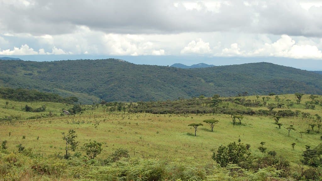 Rolling green grassland on the Nyika plateau in northern Malawi, with forested hills and heavy cloud beyond.