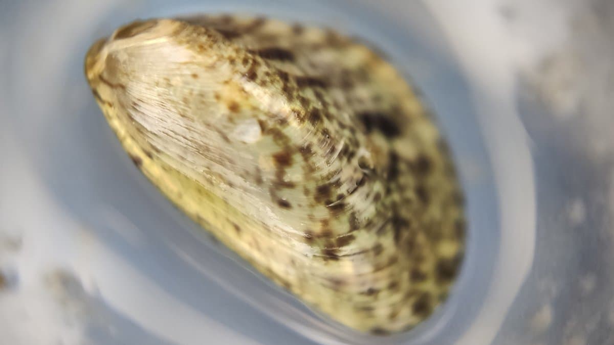 A charru mussel, Mytella strigata, its pale shell mottled with dark brown streaks, photographed close up in a pale plastic container.