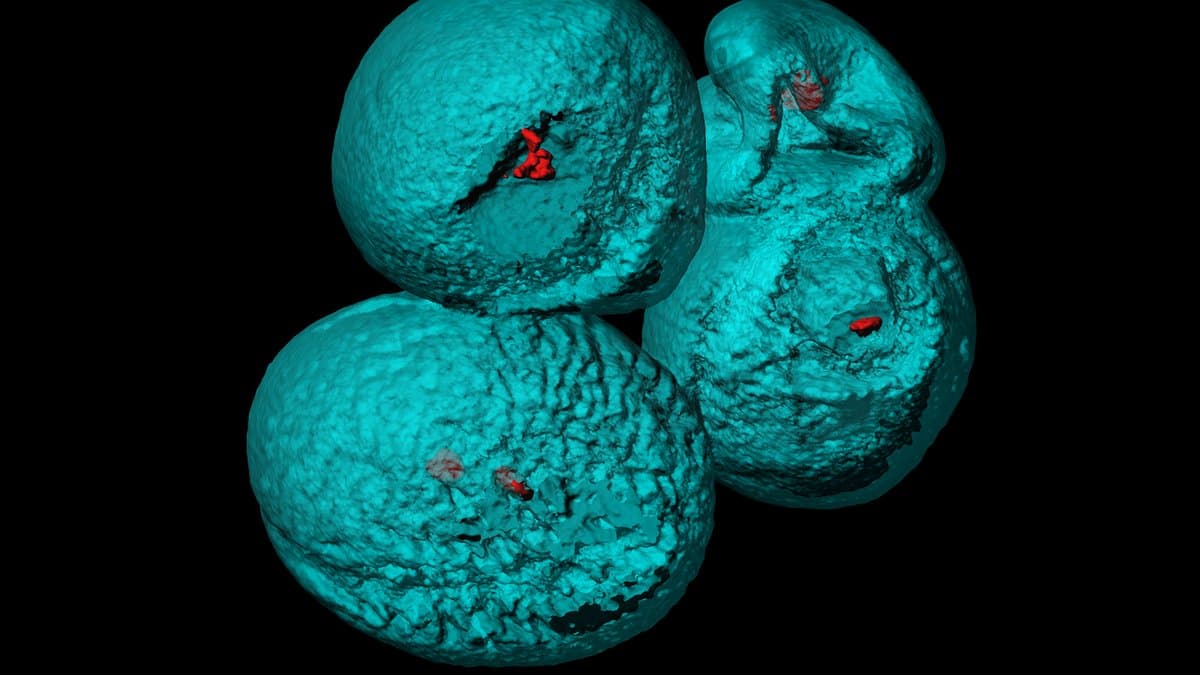 Four Arabidopsis thaliana pollen grains reconstructed in three dimensions from confocal microscopy, shown in cyan with their stained nuclei in red.