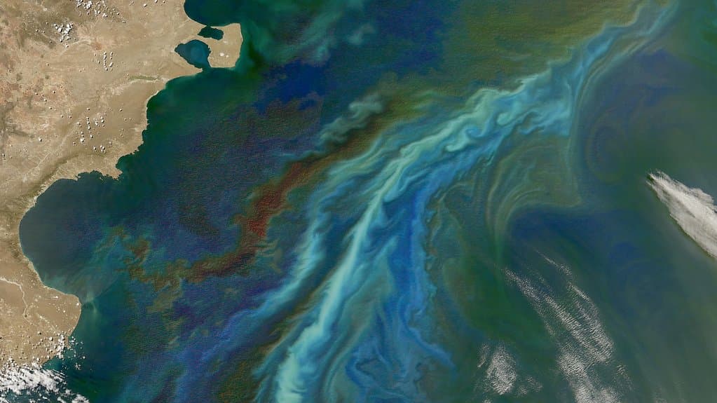 Satellite ocean-color view of the Atlantic off Patagonia, where a phytoplankton bloom is drawn into long swirling filaments by ocean eddies.
