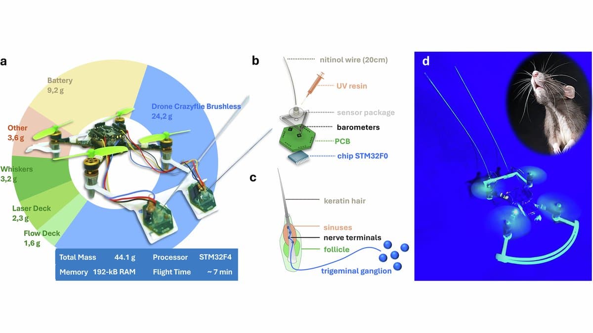 Four-panel scientific figure. Panel a, a photograph of a small green quadrotor drone carrying two thin artificial whiskers, with a pie chart of component masses totaling 44.1 grams. Panel b, a labeled diagram of the whisker sensor with three barometers and a circuit board. Panel c, a diagram of a rat whisker follicle, sinuses and nerve terminals. Panel d, an illustration of the drone sweeping a surface in darkness beside a rat.