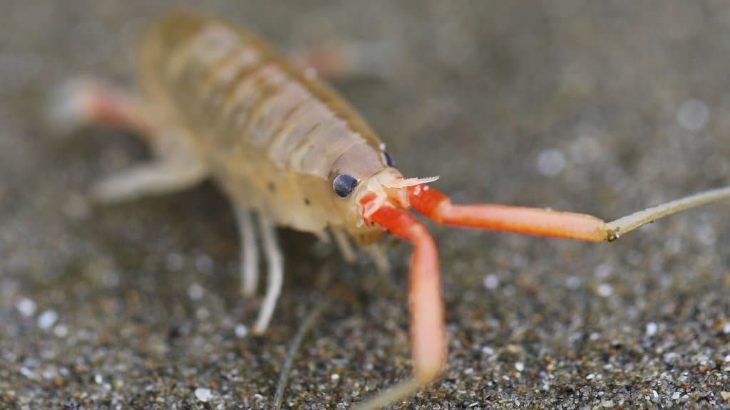 Close-up of a California beach hopper, a pale amphipod with orange antennae, standing on damp gray beach sand.