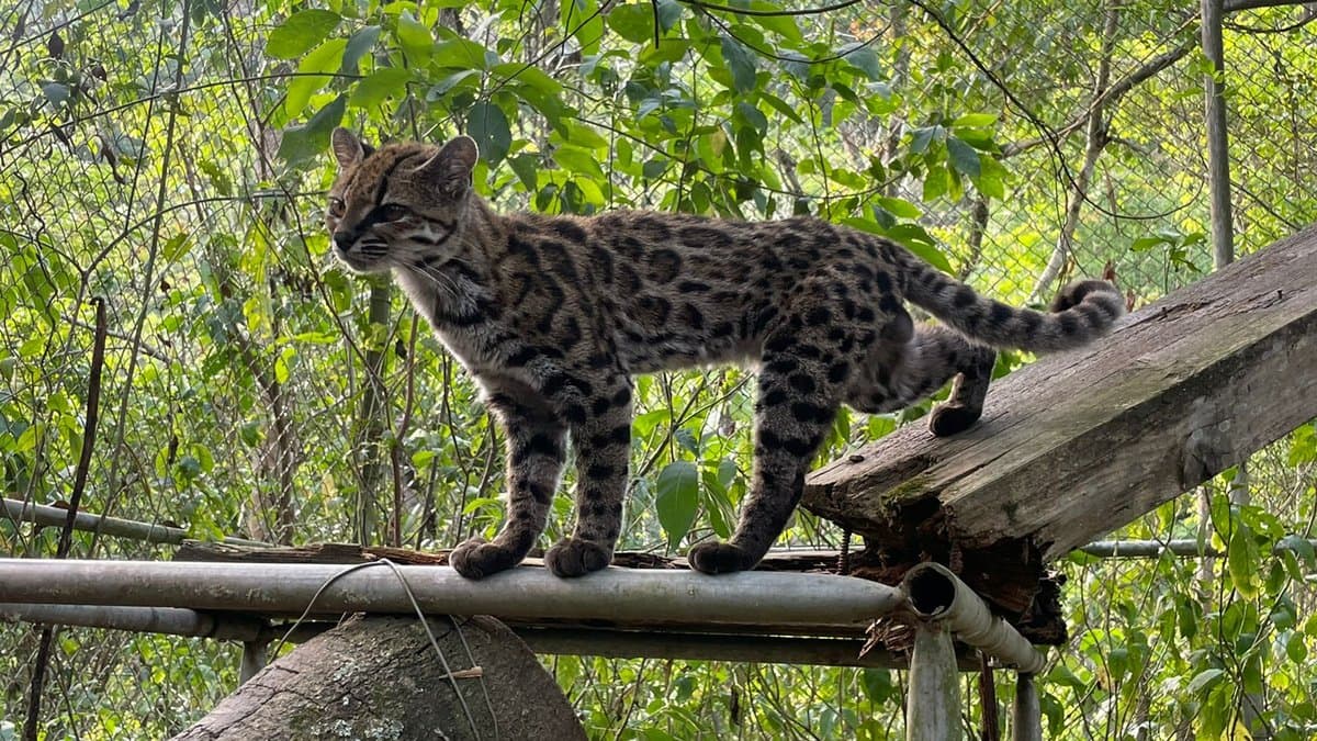 A small spotted wild cat, the tilcayo tiger cat, standing in profile on a wooden beam among green foliage, its head turned to one side.