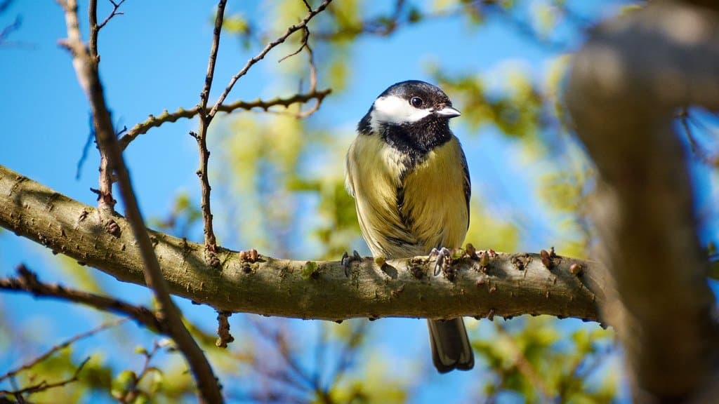 A great tit perched on a bare branch against a blue sky, showing its black head stripe and yellow breast.