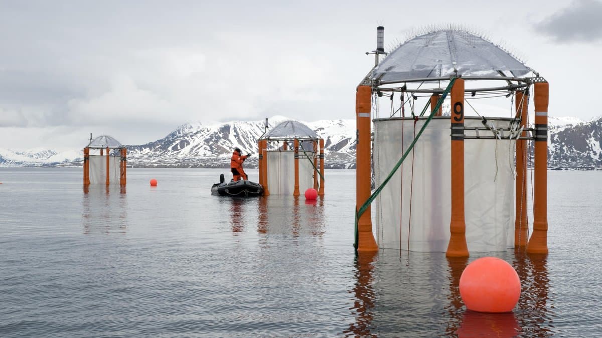 Three cylindrical floating mesocosm enclosures moored in calm coastal water, with a researcher in an inflatable boat between them and snow-covered mountains behind.