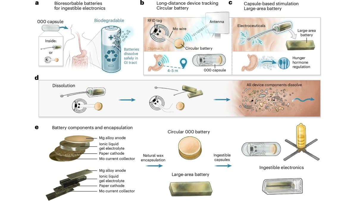 Labeled schematic of a swallowable capsule holding a dissolvable battery, showing the capsule in the digestive tract, a radio tag sending a signal to an antenna, a stimulation capsule at the stomach wall, the device breaking apart, and the battery layers of magnesium alloy anode, gel electrolyte, paper cathode and molybdenum collector.