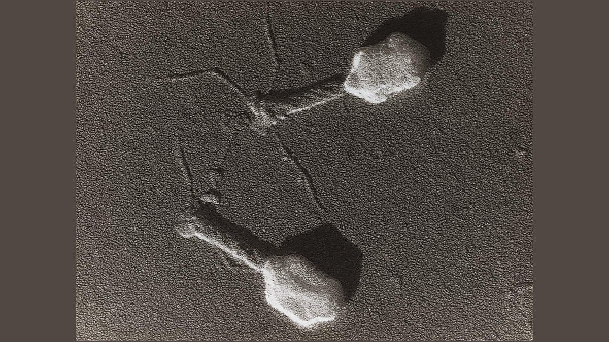 Electron micrograph of two bacteriophages, each with a polygonal head, a straight tail and thin tail fibers, on a grainy gray background.