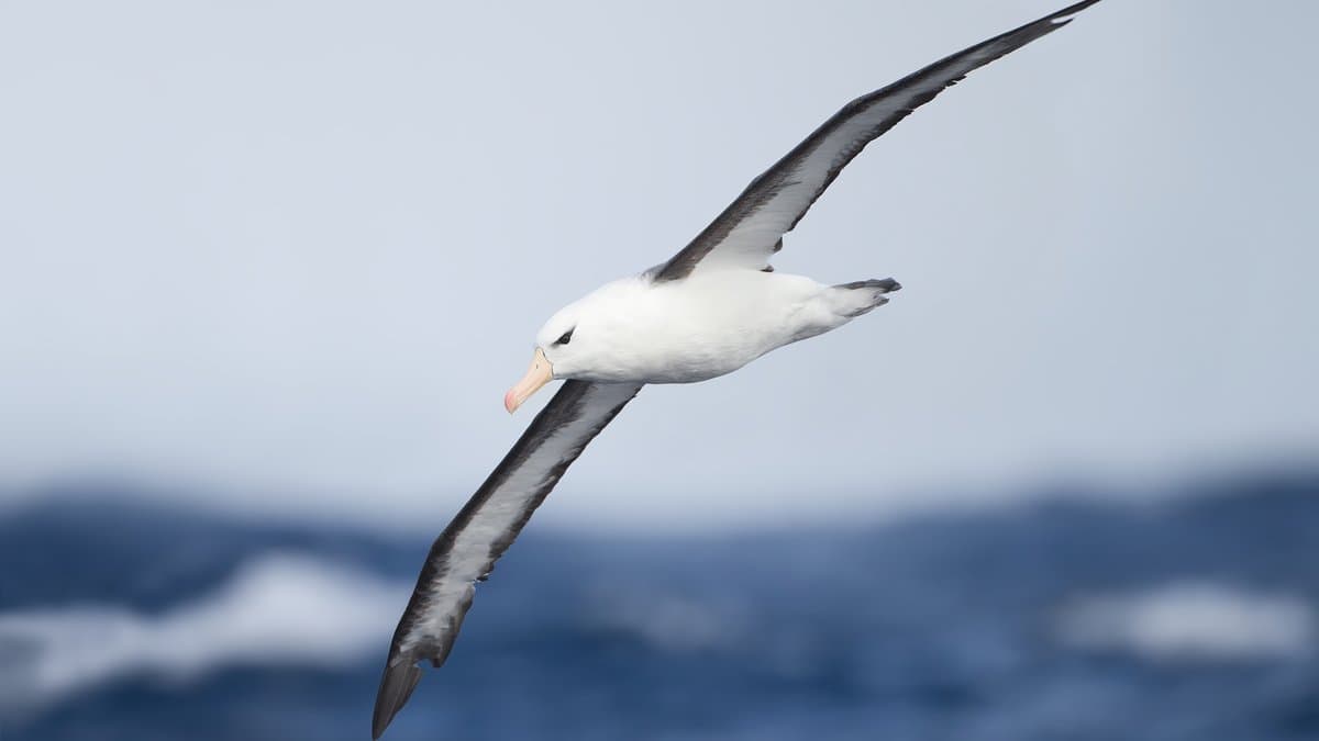 A black-browed albatross gliding low over open ocean, its white head marked by a dark stripe through the eye and its long dark upperwings spread against a pale sky.