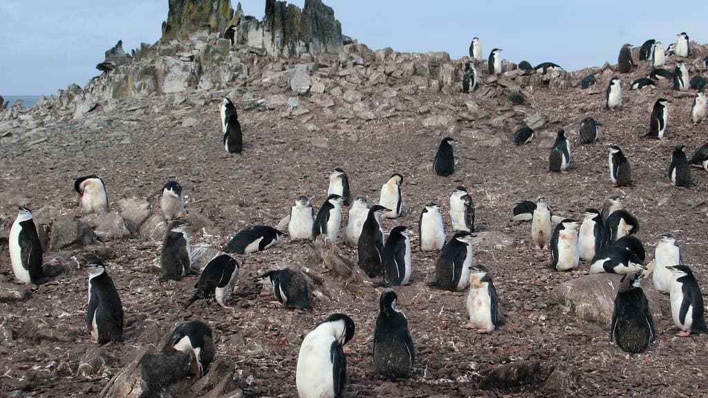Dozens of chinstrap penguins standing on bare, guano-stained ground below a rock outcrop in Antarctica.