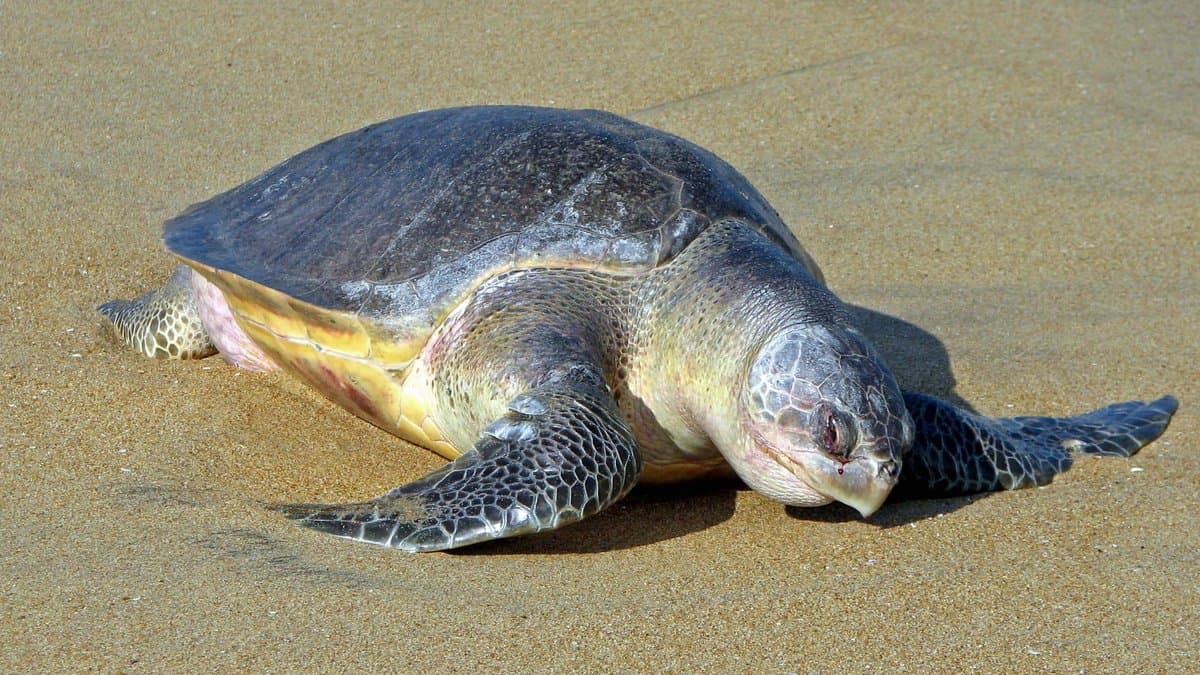 An adult olive ridley sea turtle with an olive-gray, heart-shaped shell crawling across wet sand on a beach