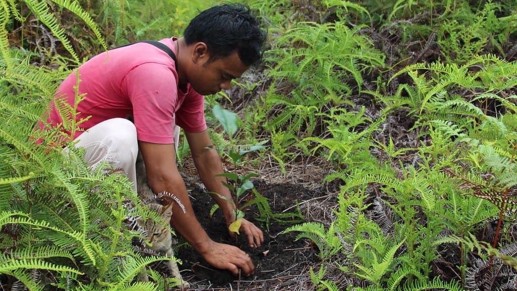 A man kneels in a fern-covered clearing and presses soil around a newly planted tree seedling.