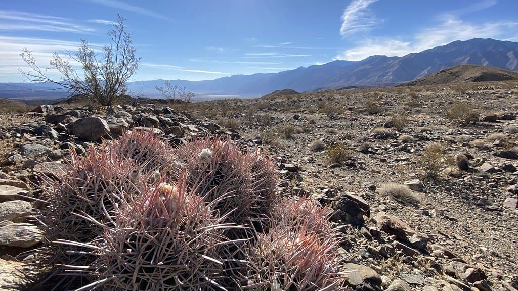 A stony Mojave Desert plain with a barrel cactus in the foreground and bare mountains on the horizon.
