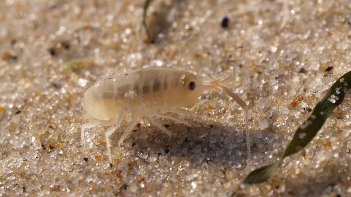 A pale sandhopper about a centimeter long standing on wet beach sand beside a green strand of seaweed.