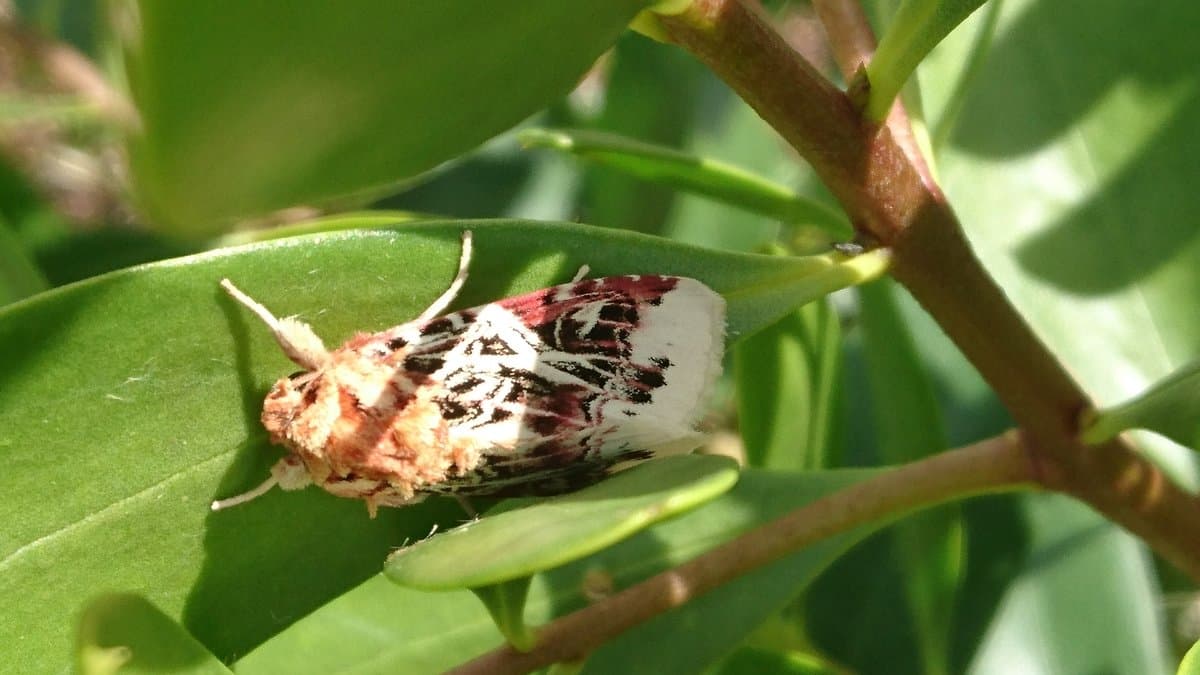 An adult moth with cream, crimson and black patterned wings resting on a sunlit green leaf, its two pale antennae angled forward.