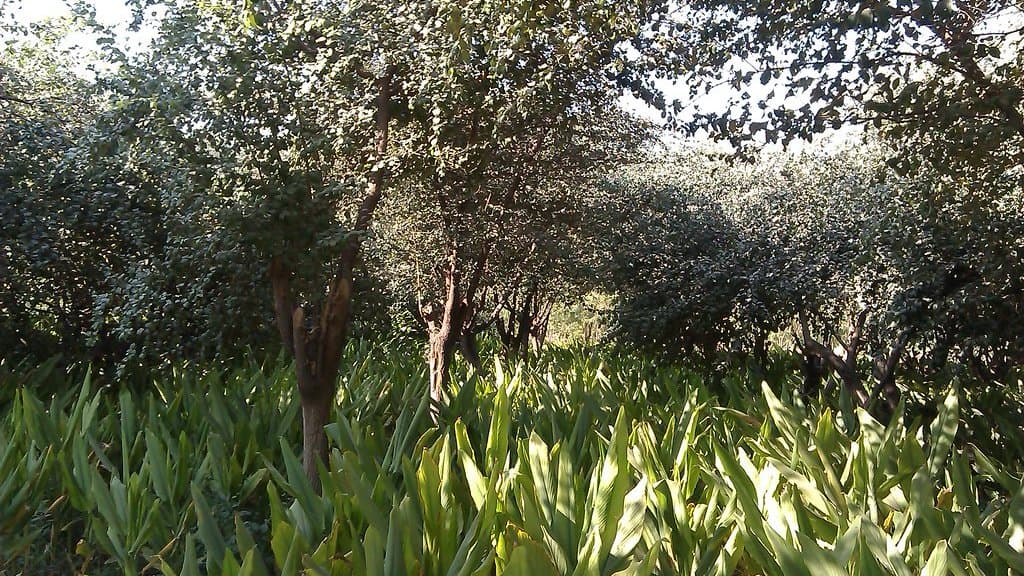 Ber trees growing above a dense turmeric crop on a farm near Gwalior, Madhya Pradesh, India.