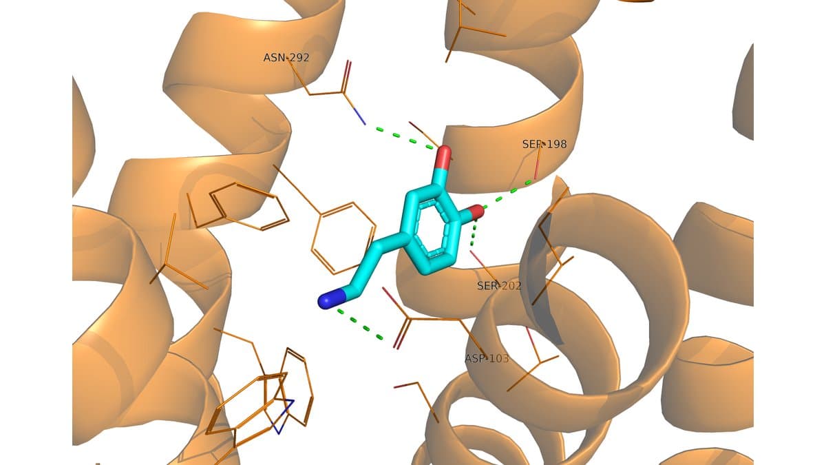 Molecular structure of the dopamine D1 receptor, its helices drawn as gold ribbons, with a small dopamine molecule bound in the pocket at the center and nearby amino acids labeled.