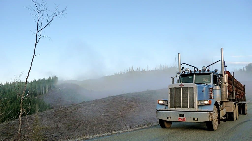 A loaded truck stacked with cut tree trunks drives along a road beside a stripped hillside in temperate rainforest, with fog and standing conifers behind it.