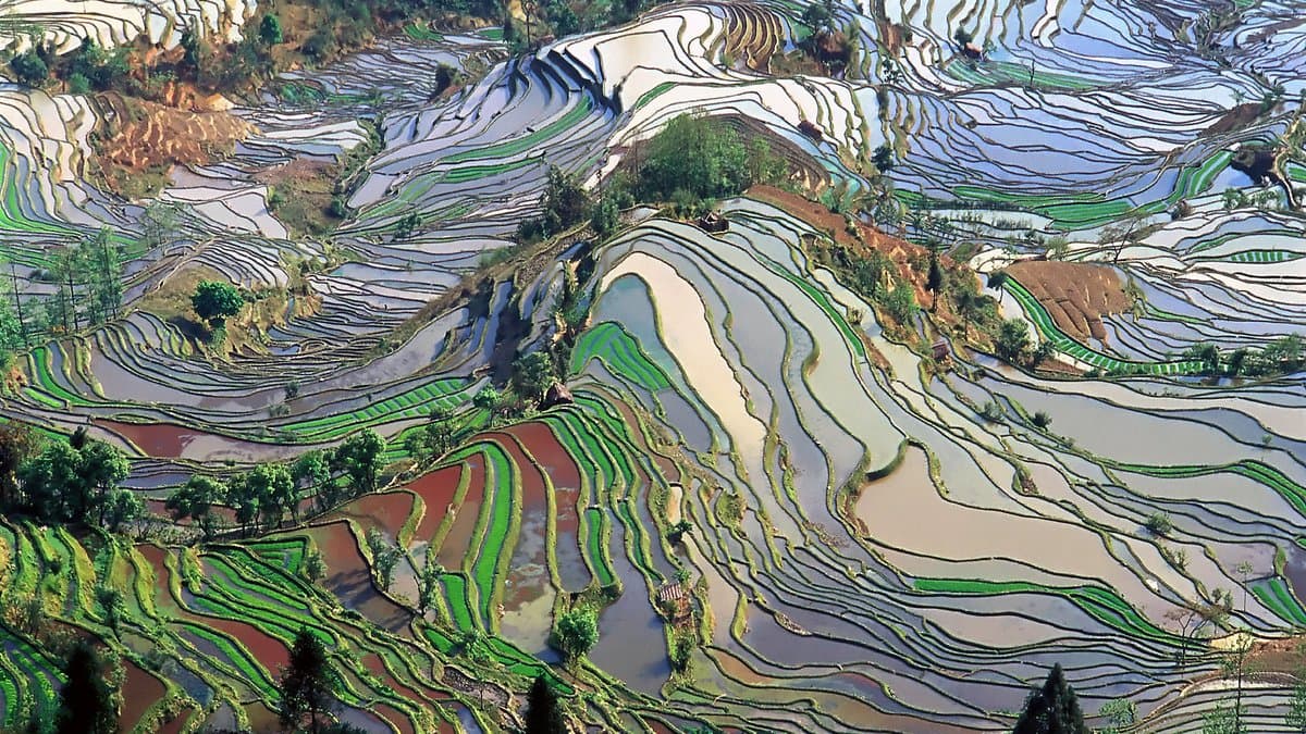Aerial view of curving flooded rice terraces on a hillside in Yunnan, China, the standing water reflecting the sky.