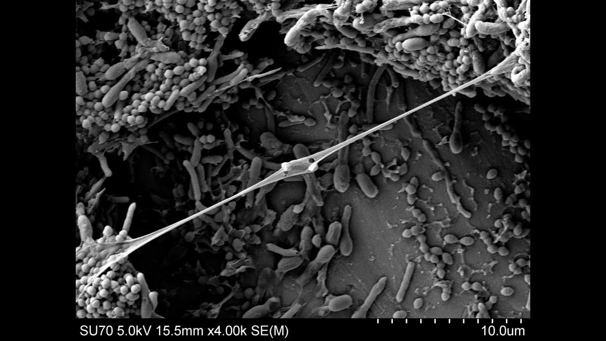 Scanning electron micrograph of a biofilm: rod-shaped and spherical bacteria embedded in a fibrous extracellular matrix, with a long filament stretching across the frame.