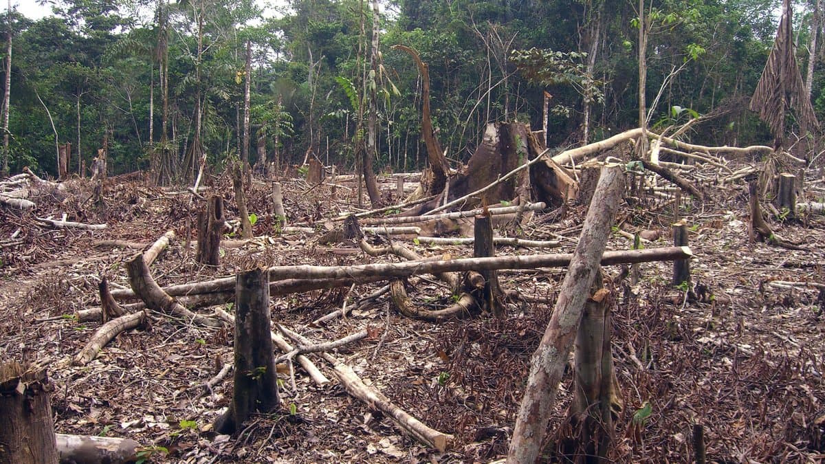 Felled trunks and stumps covering a freshly cleared plot of rainforest, with standing trees along the far edge.
