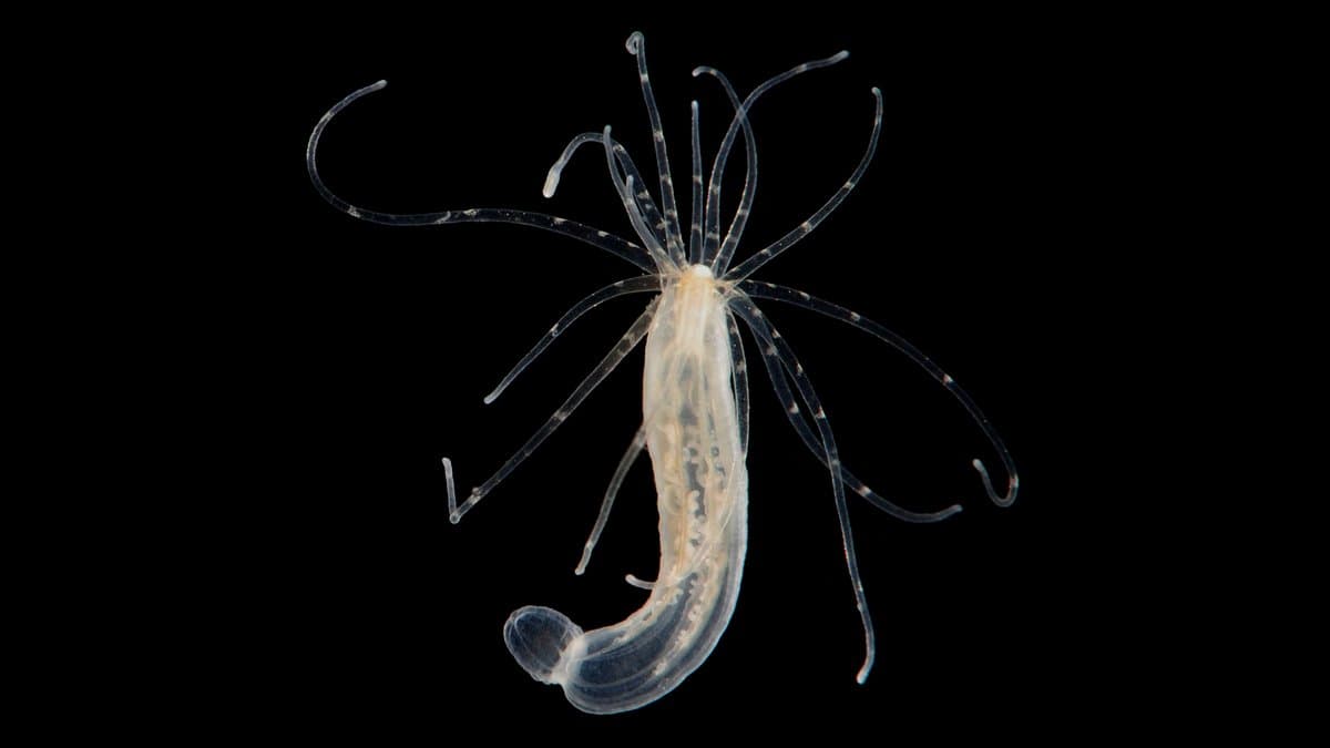 A translucent starlet sea anemone photographed against a black background, its slender tentacles spread around a pale column.