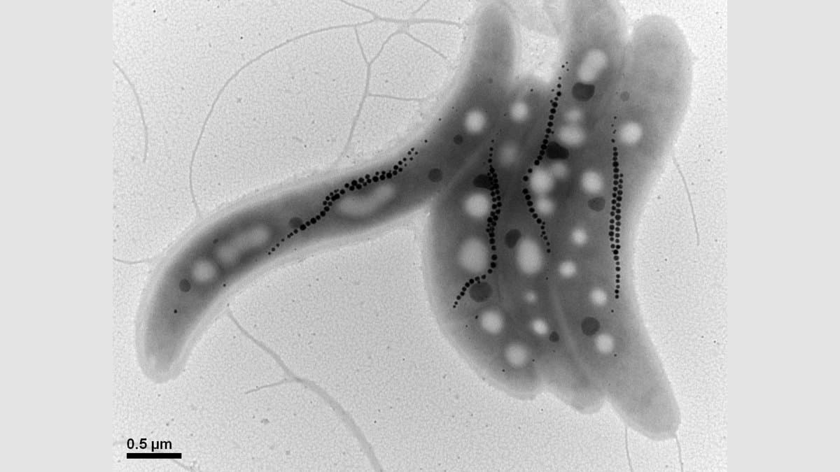 Transmission electron micrograph of four bacterial cells, each holding a row of small dark crystals running along its length, with a 0.5 micrometer scale bar at lower left.