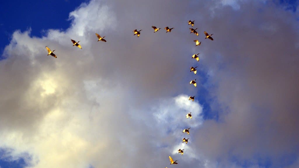 A skein of geese flying in a V formation against a blue sky with sunlit clouds.